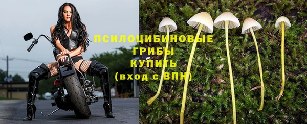 хмурый Белокуриха